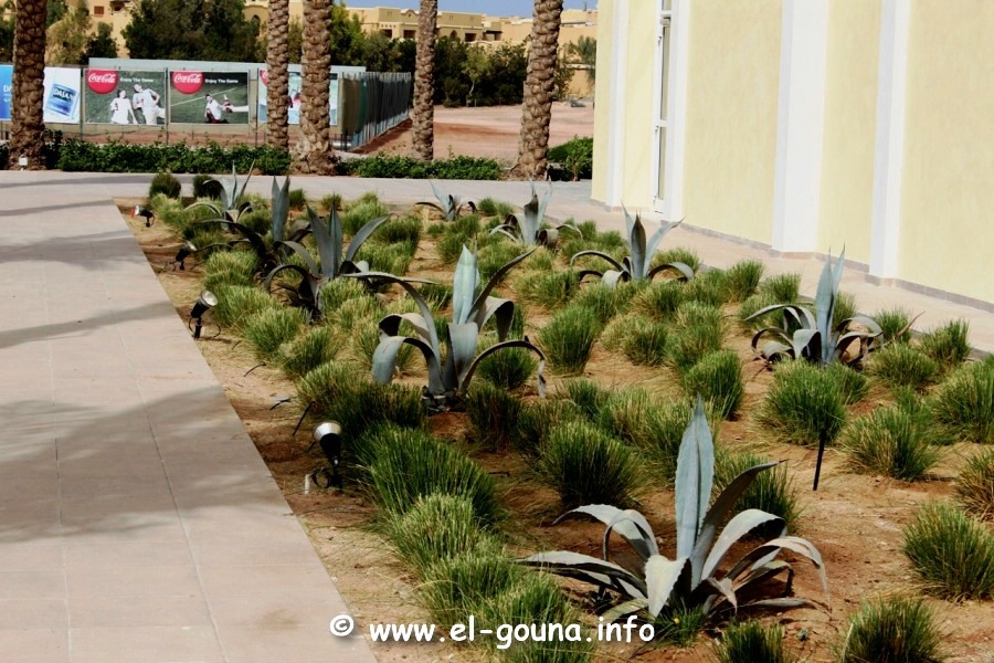 Campus El Gouna 0090